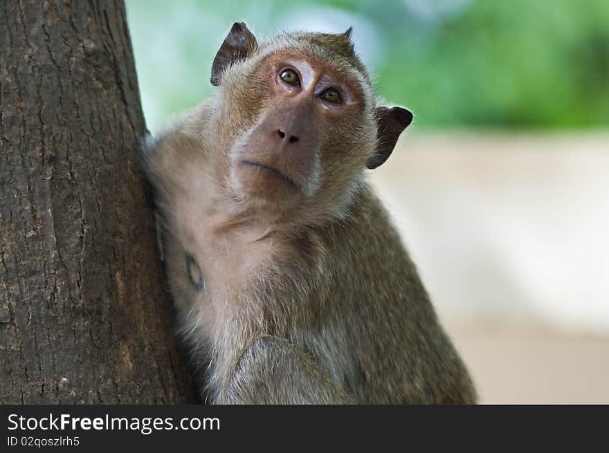 Monkey on a tree.