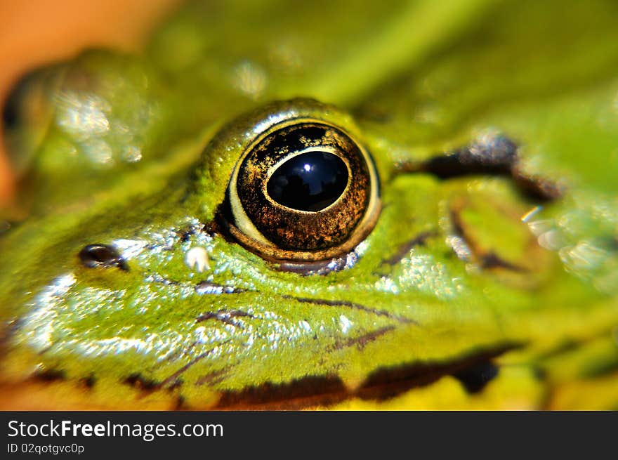 Green Frog