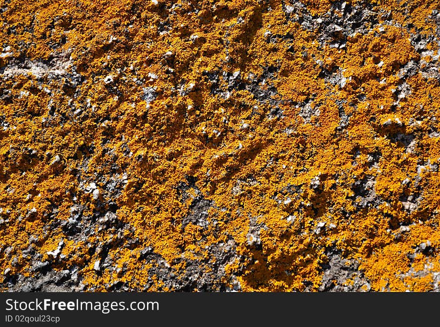 Background texture made of natural lichen on the surface of stone. Background texture made of natural lichen on the surface of stone