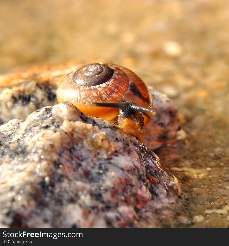 Snail on the stone is climbing over water.