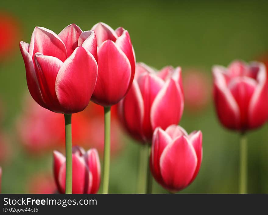 Beautiful spring flowers, red tulips. Beautiful spring flowers, red tulips.