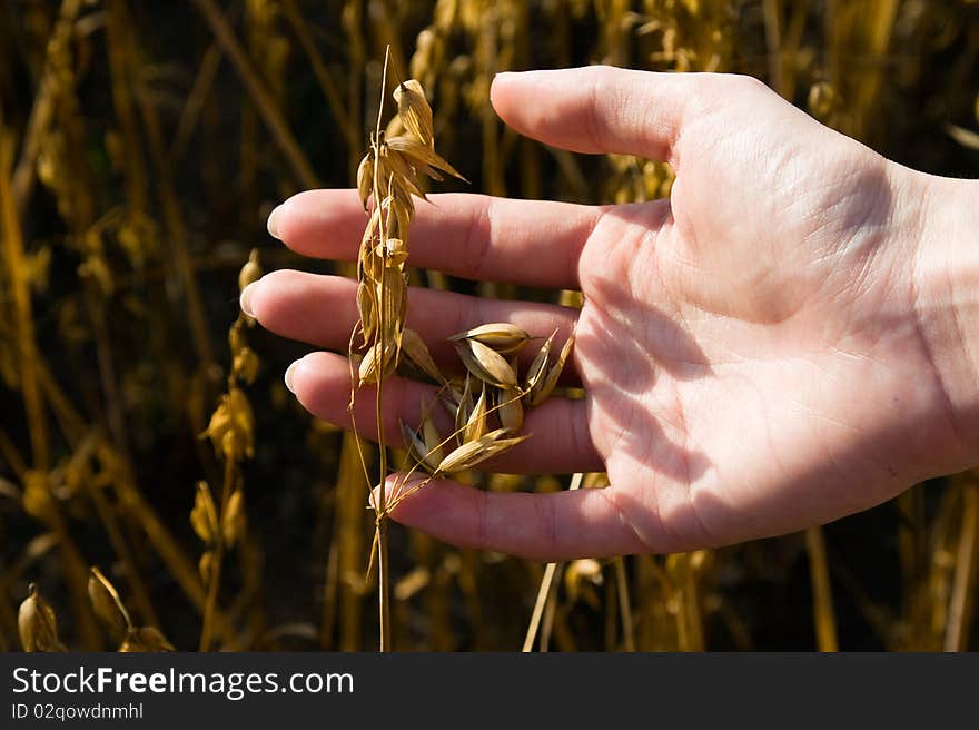 The ear of oats which is in hands of the girl. The ear of oats which is in hands of the girl