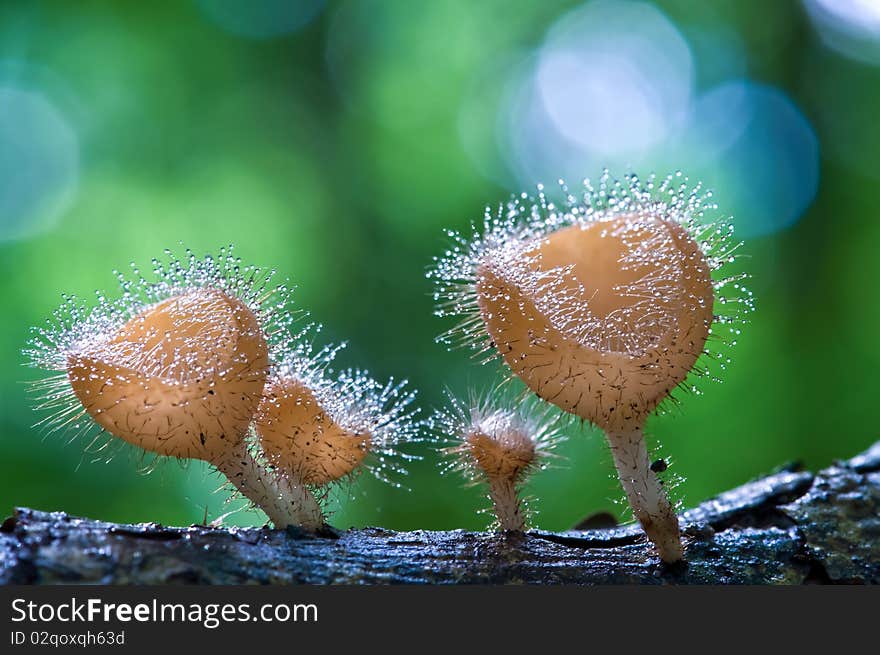 Mushroom in the tropical rain forest. Mushroom in the tropical rain forest.