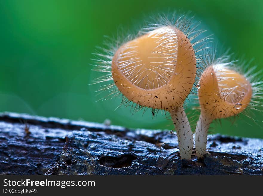 Mushroom in the tropical rain forest. Mushroom in the tropical rain forest.