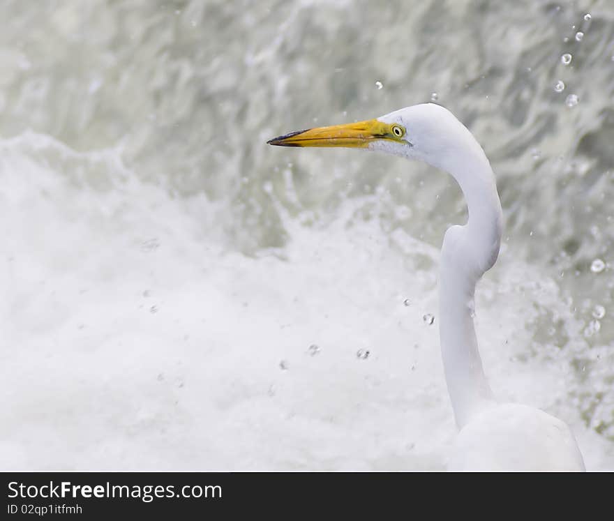 A great Egret / Heron hunting fish in a spray of water. A great Egret / Heron hunting fish in a spray of water