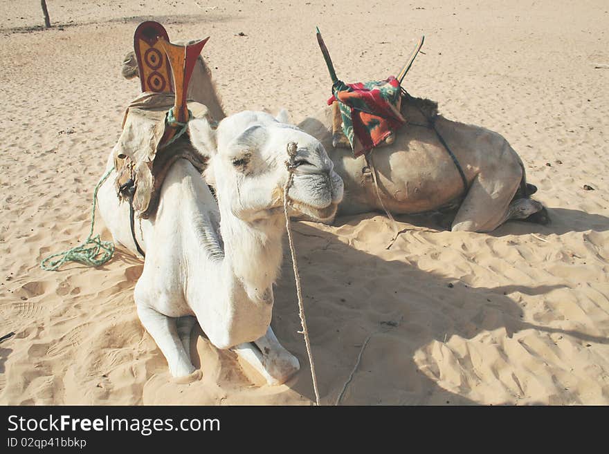 Two camels lying on the sand