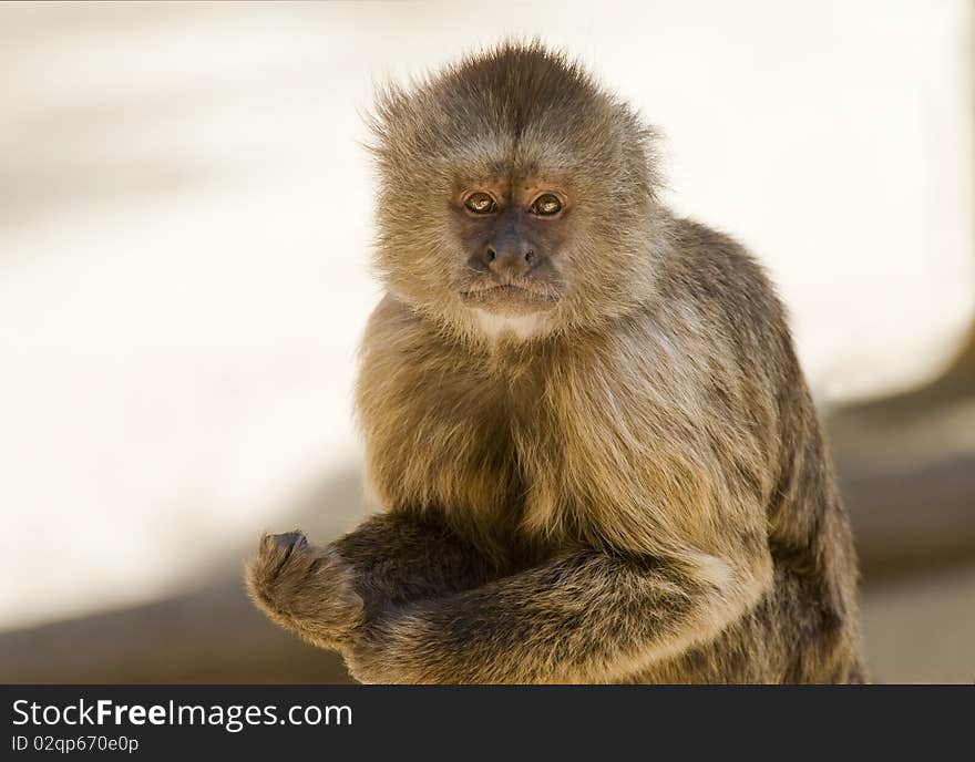 Capuchin Weeper Monkey sitting down