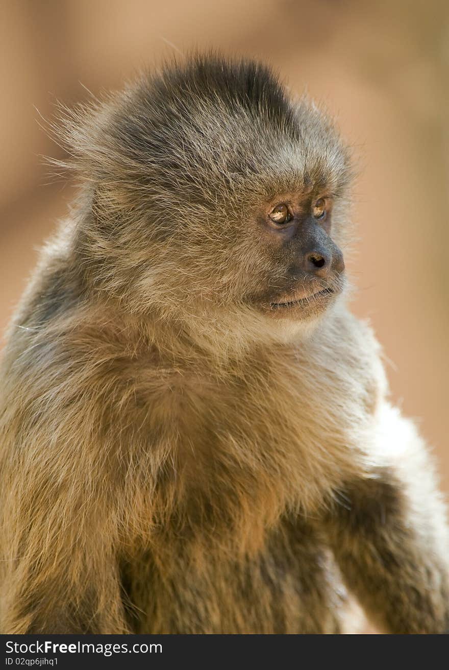 Closeup of a Capuchin Weeper Monkey sitting down