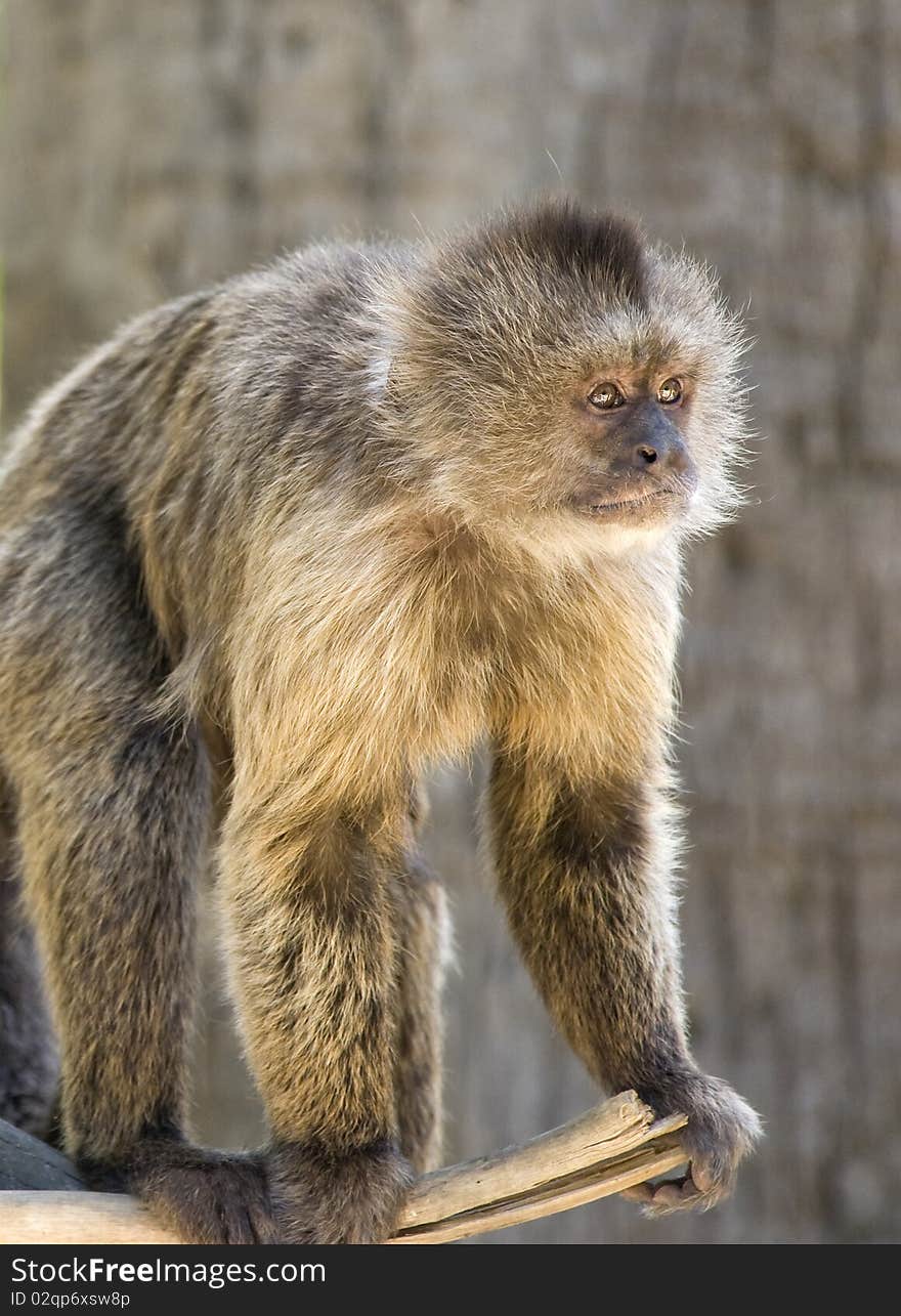 Capuchin Weeper Monkey on a branch