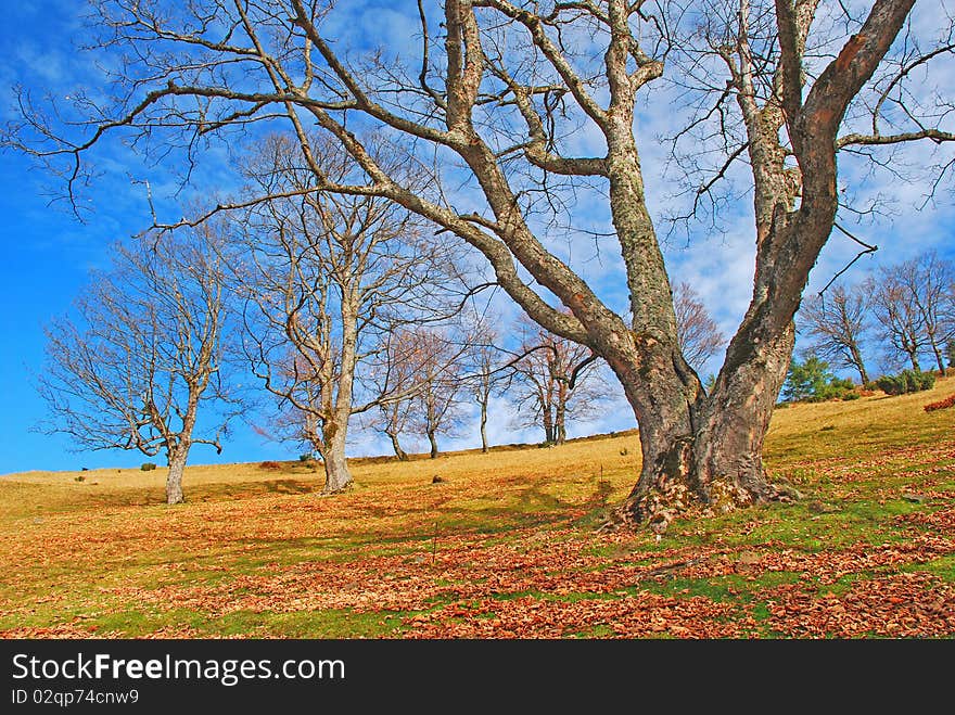 Autumn hillside.