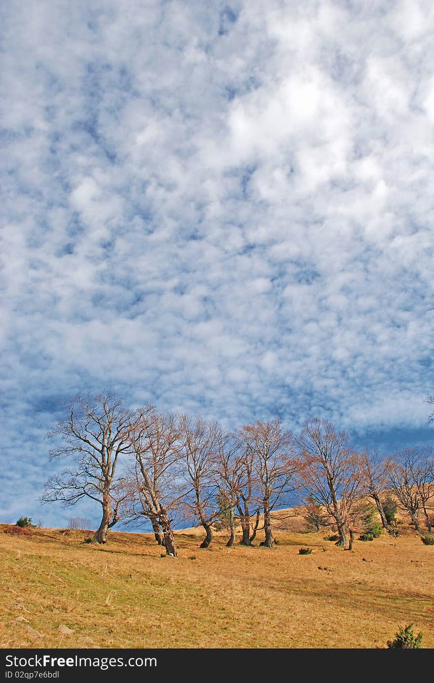 Autumn hillside.