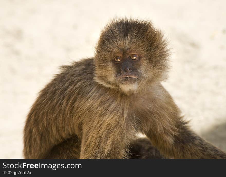 Capuchin Weeper Monkey sitting down