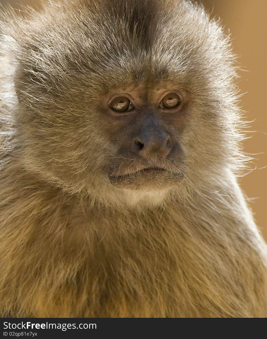 Closeup of a Capuchin Weeper Monkey sitting down