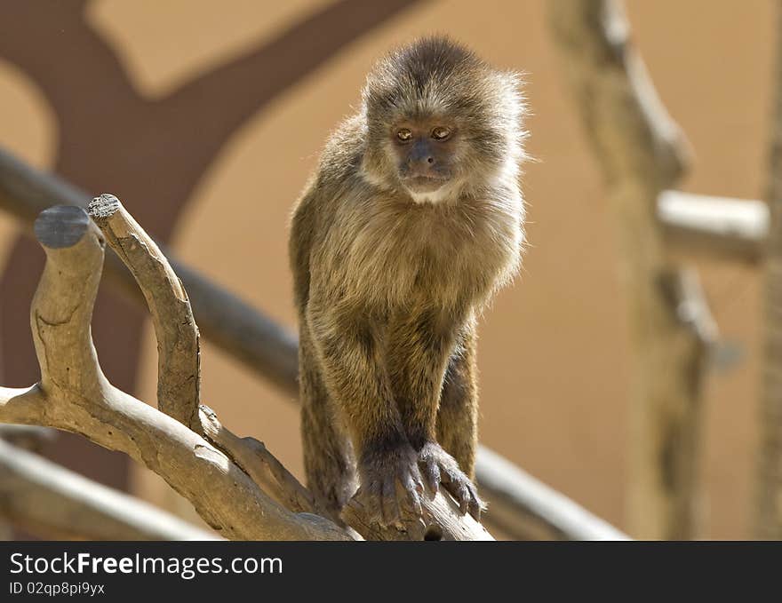 Capuchin Weeper Monkey sitting on a branch