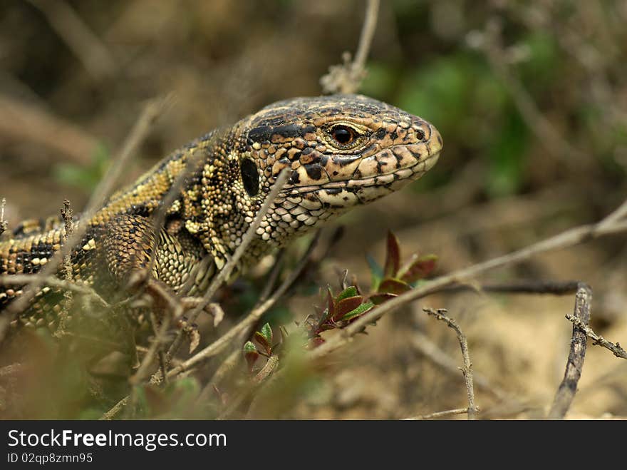 Portrait lizard