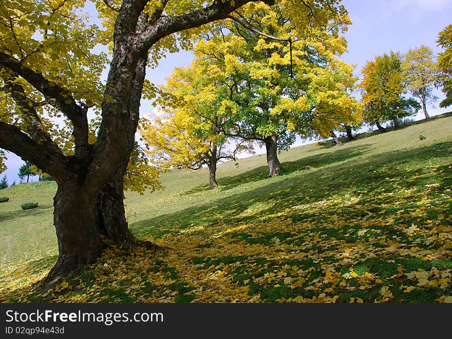 Autumn hillside