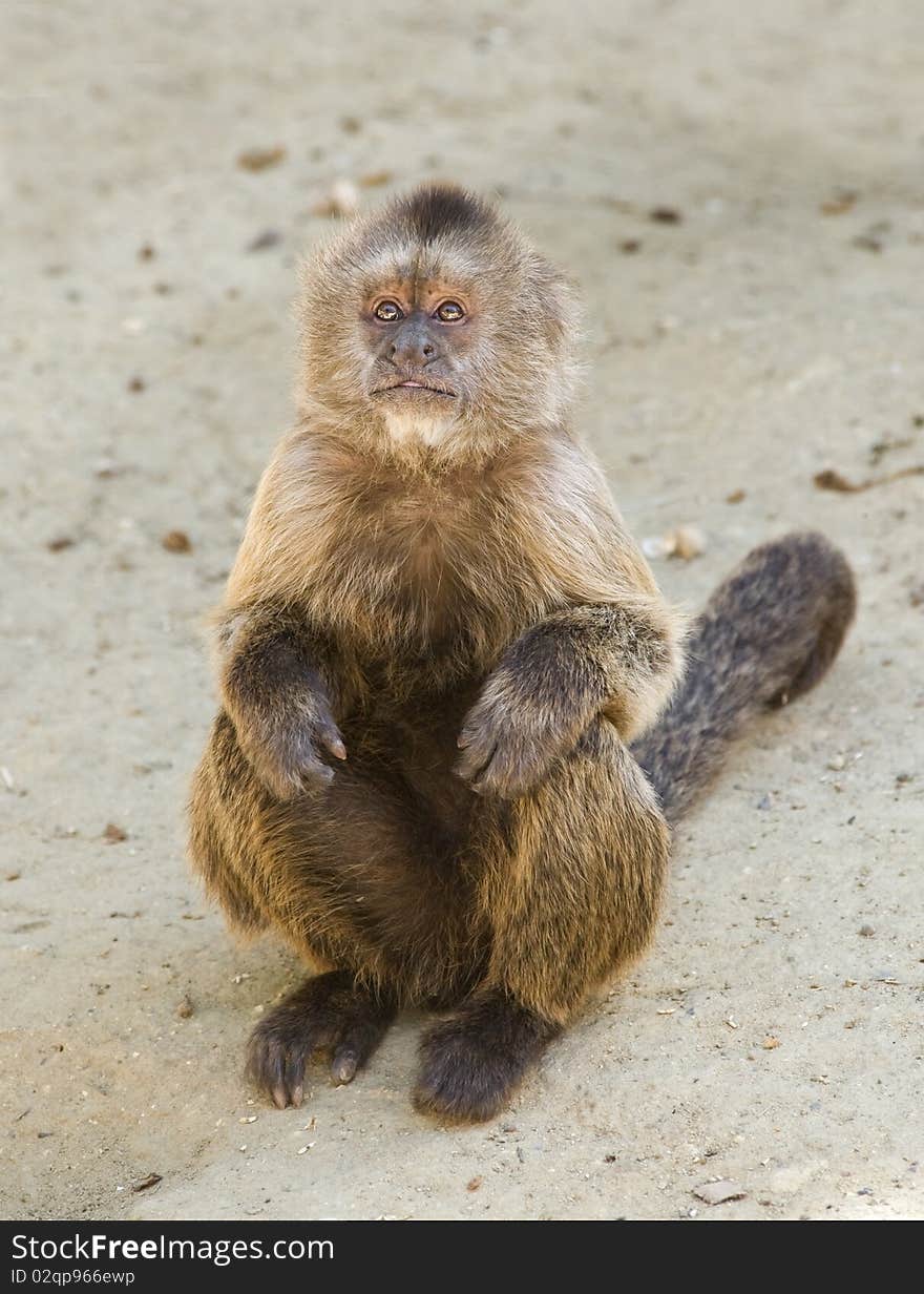 Capuchin Weeper Monkey sitting down