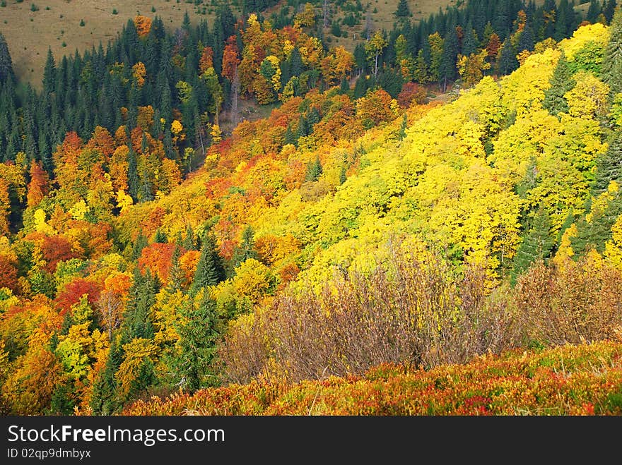 Autumn hillside.