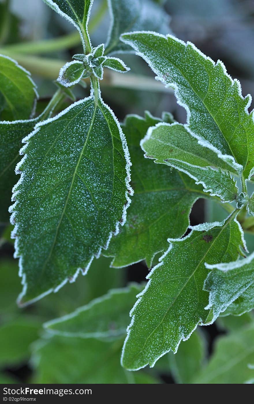 hoarfrost on leaves