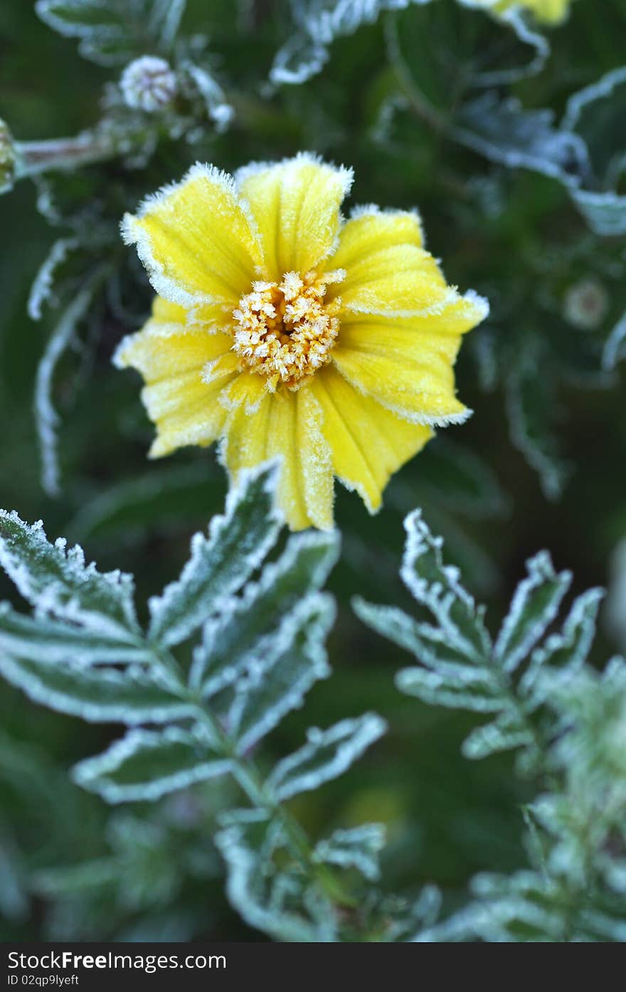 Hoarfrost On Velvet