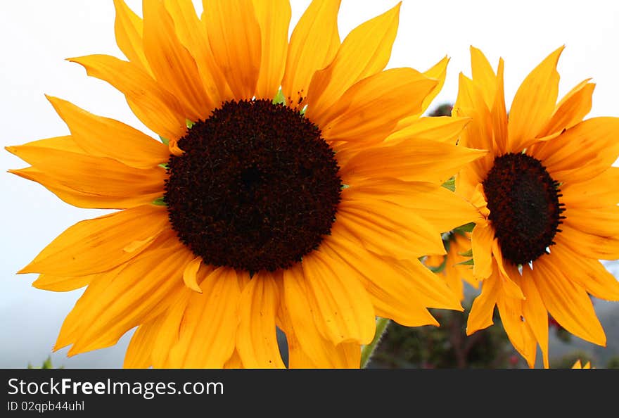 Two sunflowers at their best. Two sunflowers at their best.