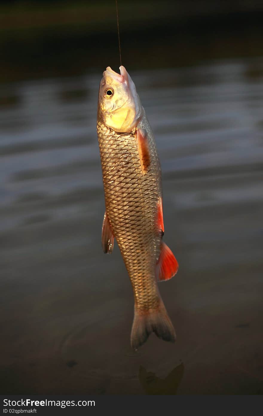 Caught golden chub on the dark surface water background. Caught golden chub on the dark surface water background