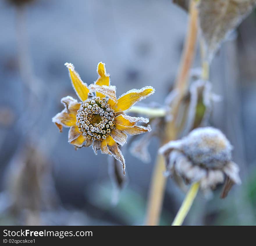 hoarfrost on a flower