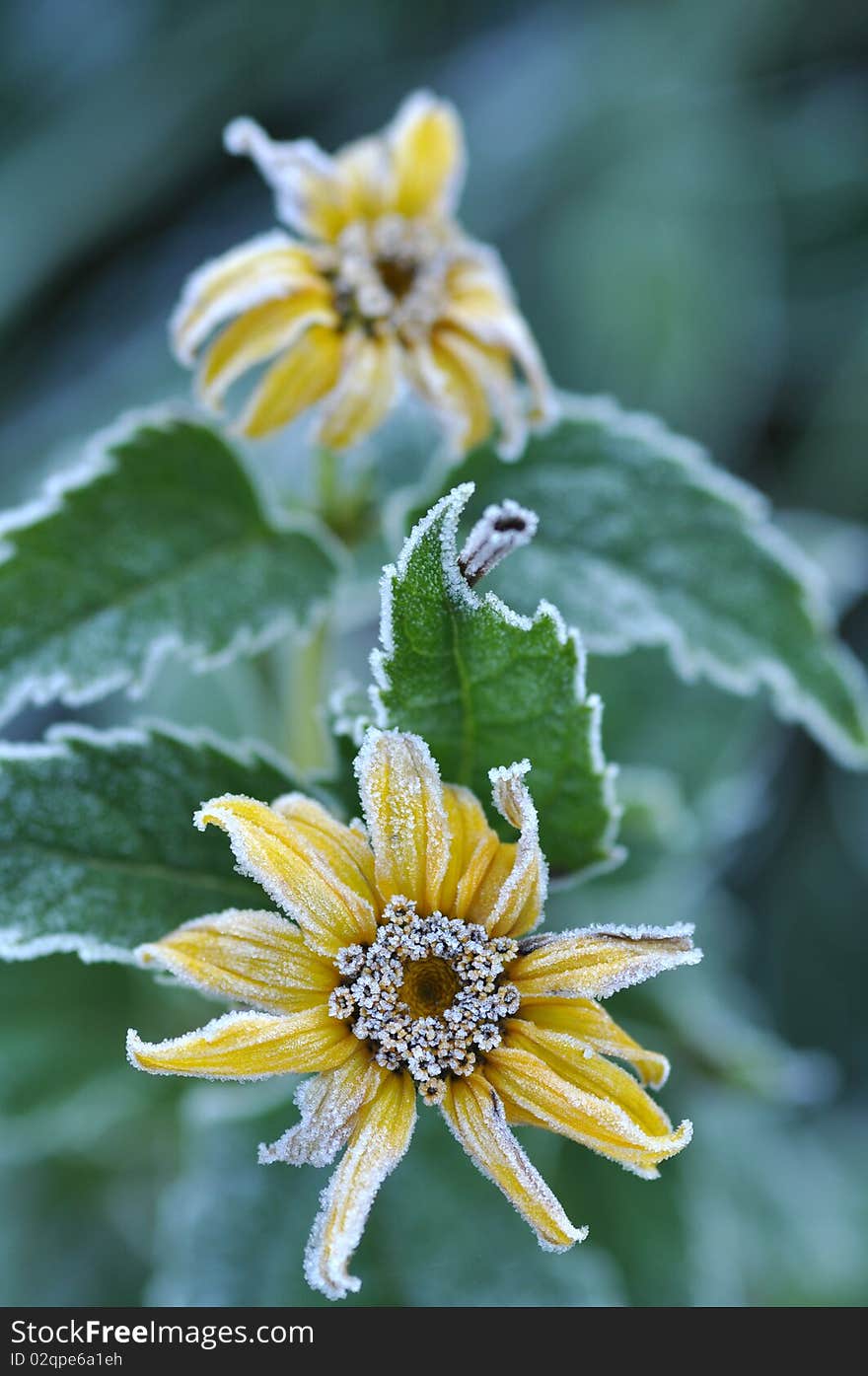 Hoarfrost on a flowes