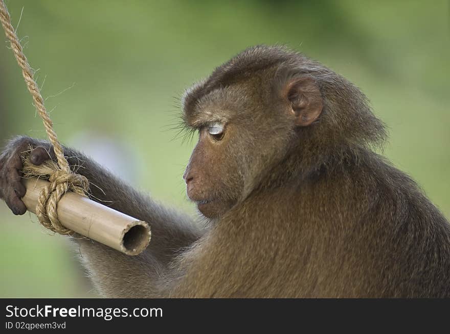 Monkey with a green background (Koh Samui, Thailand)