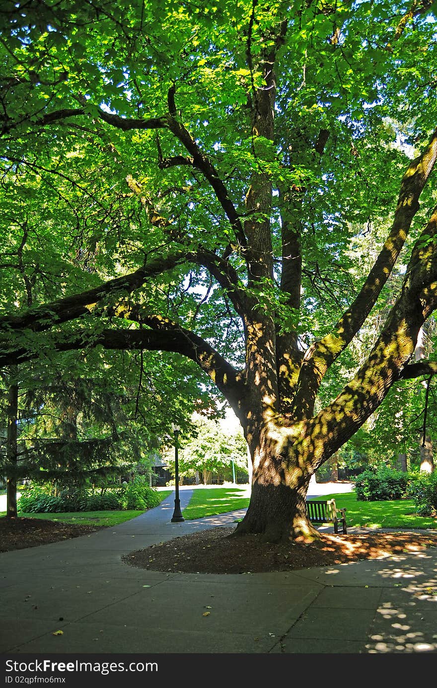 Tree in a Park Pathway