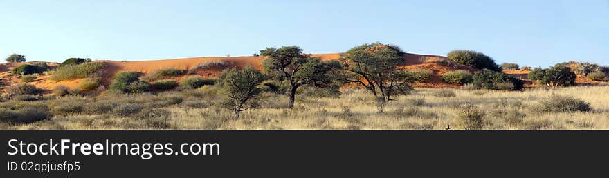 Panorama of a red dune in the Kgalagadi Transfrontier National Park in South Africa and Botswana