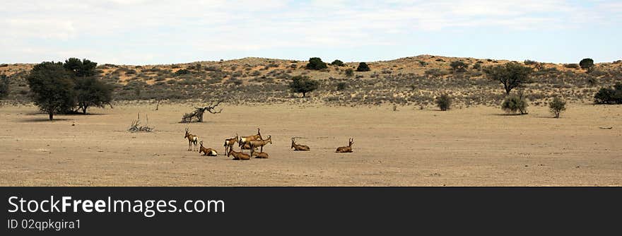 Panorama of a red dune and red hartebeest in the Kgalagadi Transfrontier National Park in South Africa and Botswana