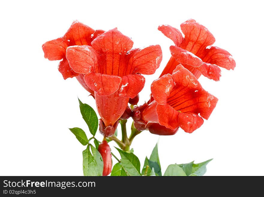 Red beautiful flower isolated on white background. Red beautiful flower isolated on white background