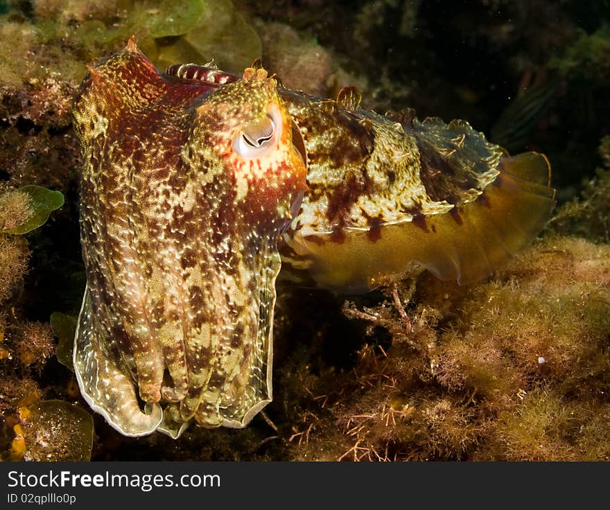 Cuttlefish