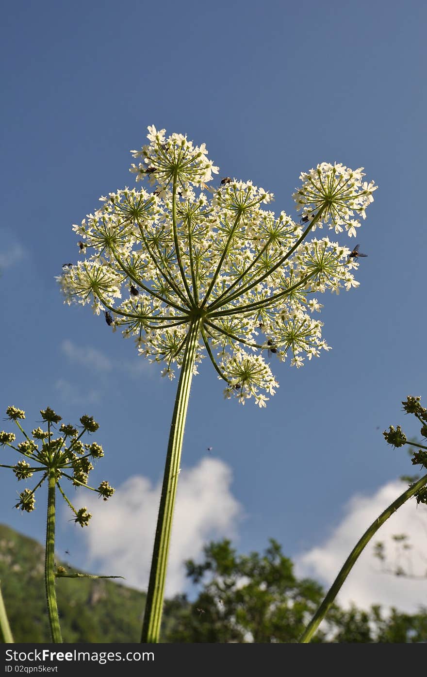 Heracleum sphondylium