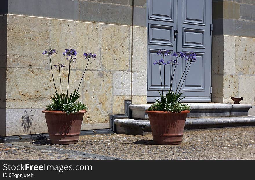 Terracotta pots with flowers .