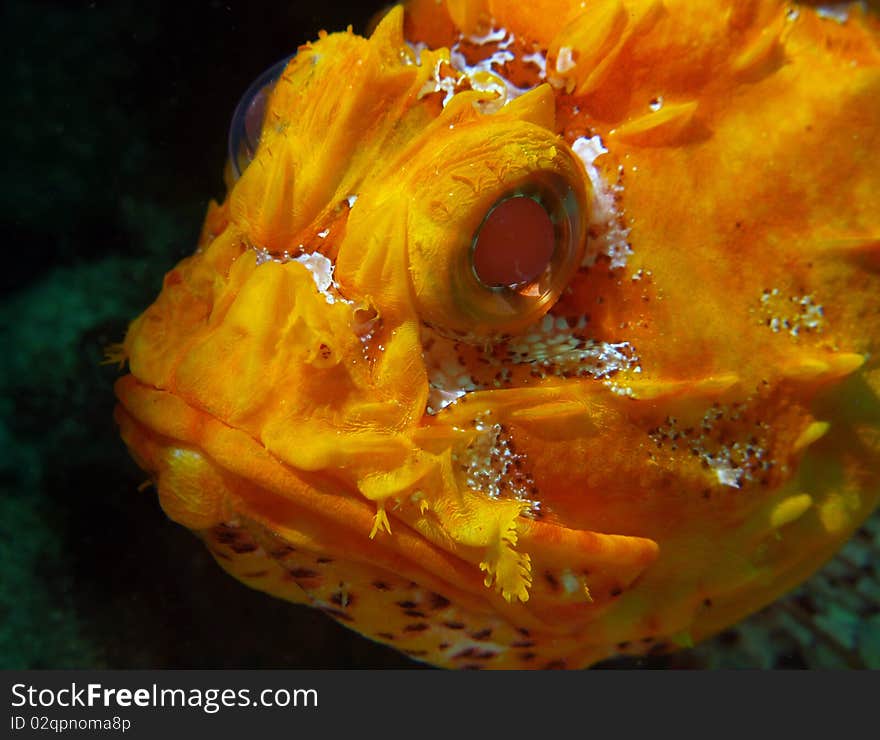 A close up of the head of a gunnard perch. A close up of the head of a gunnard perch