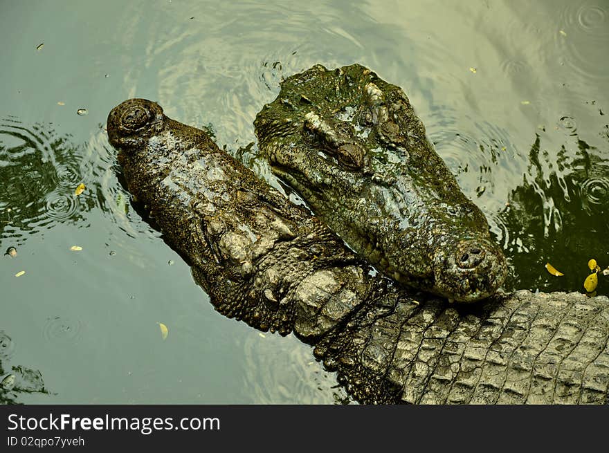 Two green crocodiles in water