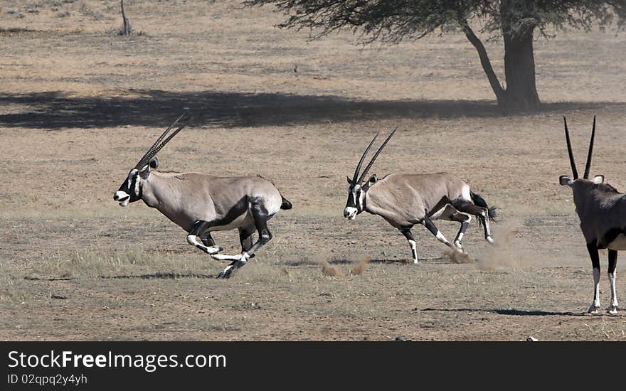 Oryx skirmishing in the Kgalagadi