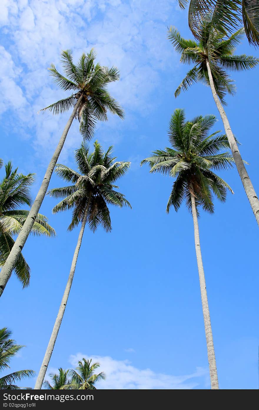 Coconut tree, blue sky and cloud