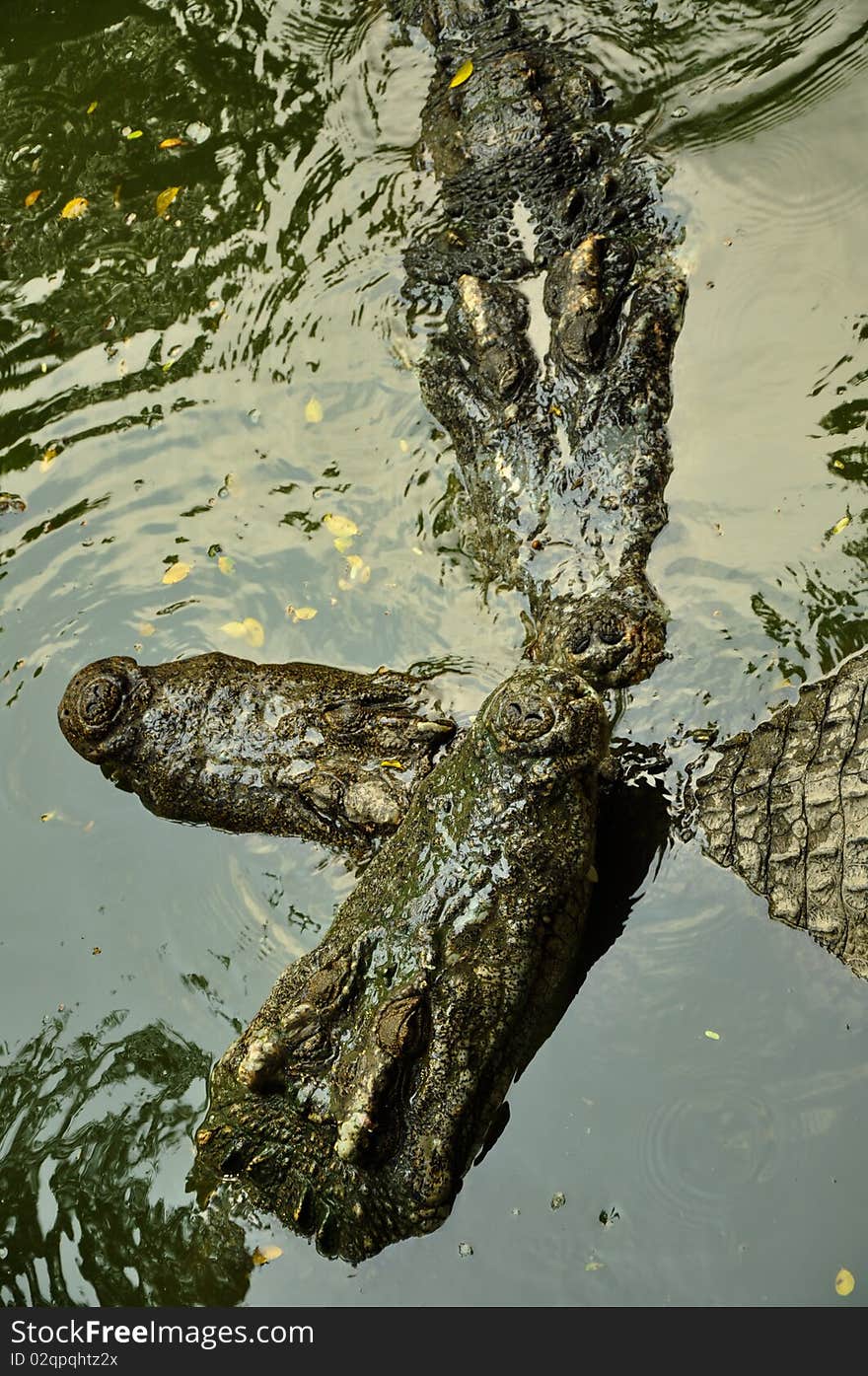 Three green crocodiles in lake. Three green crocodiles in lake