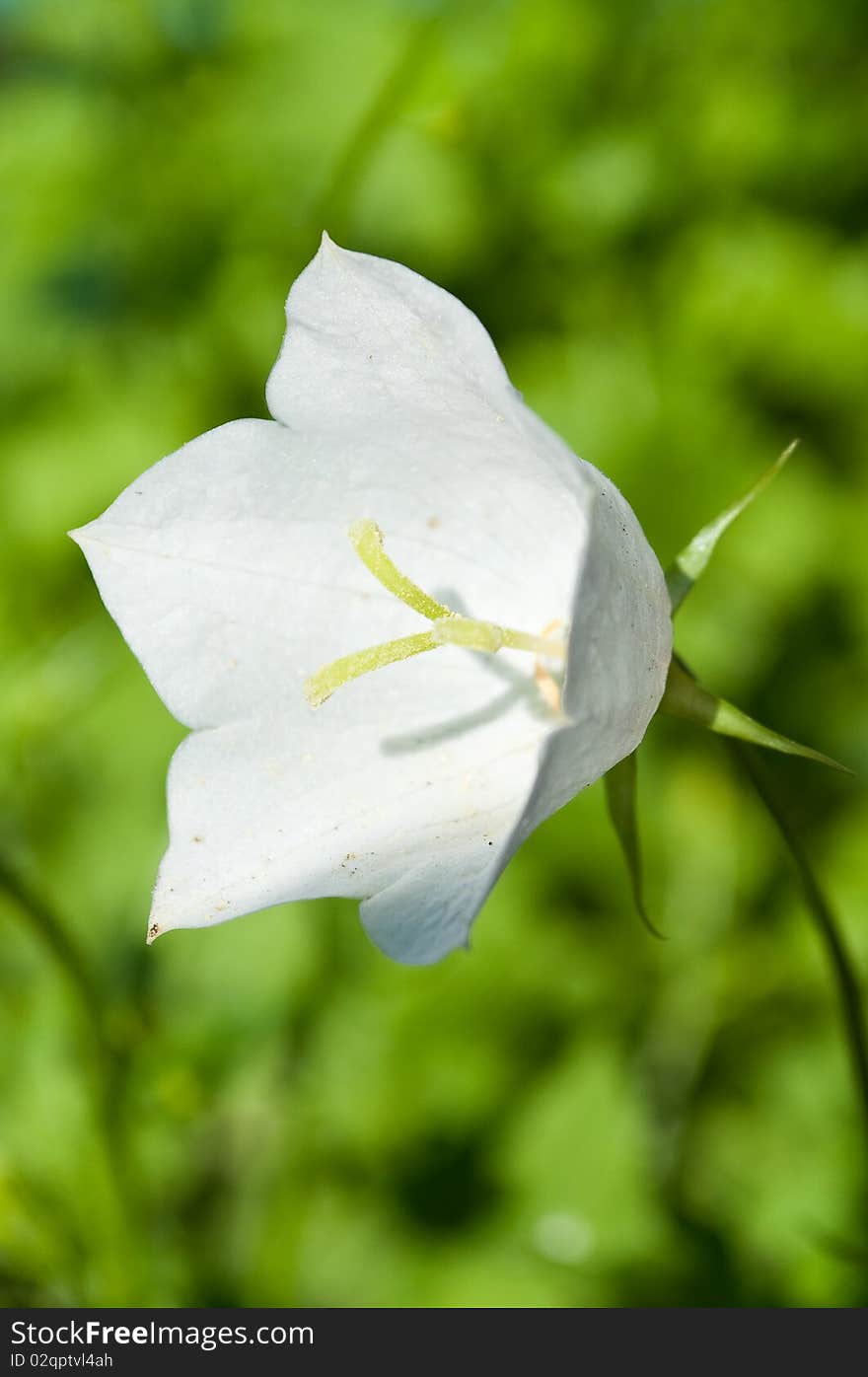 White campanula flower