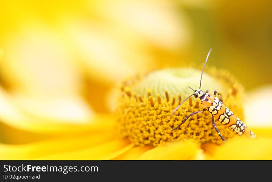 Ailanthus Webworm Moth (Atteva Aurea)