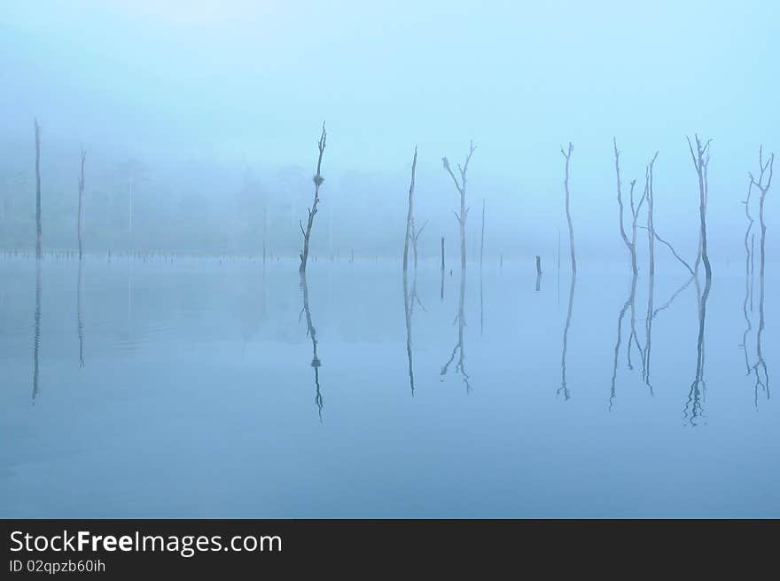 Death trees in the lake