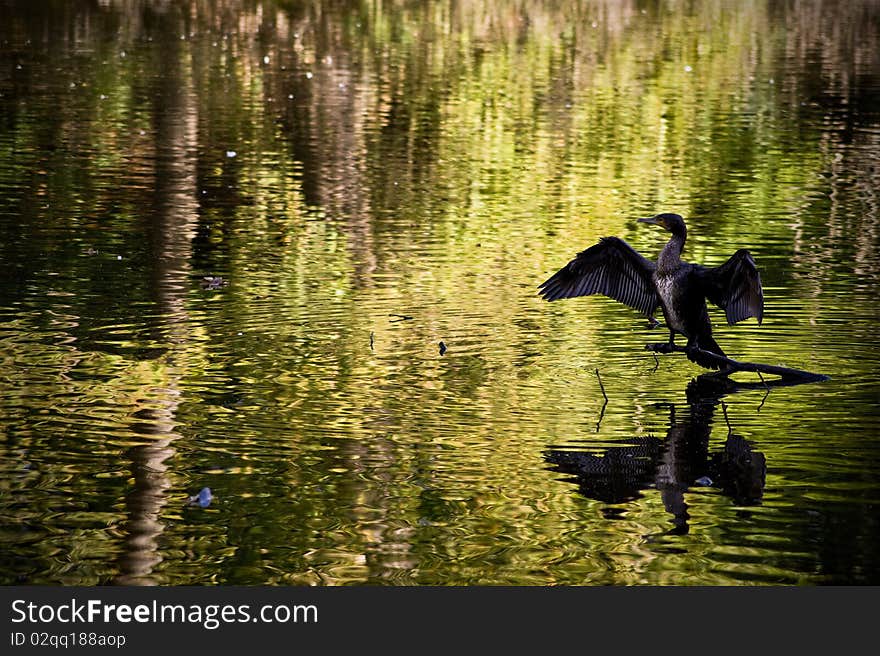 Shag drying its wings