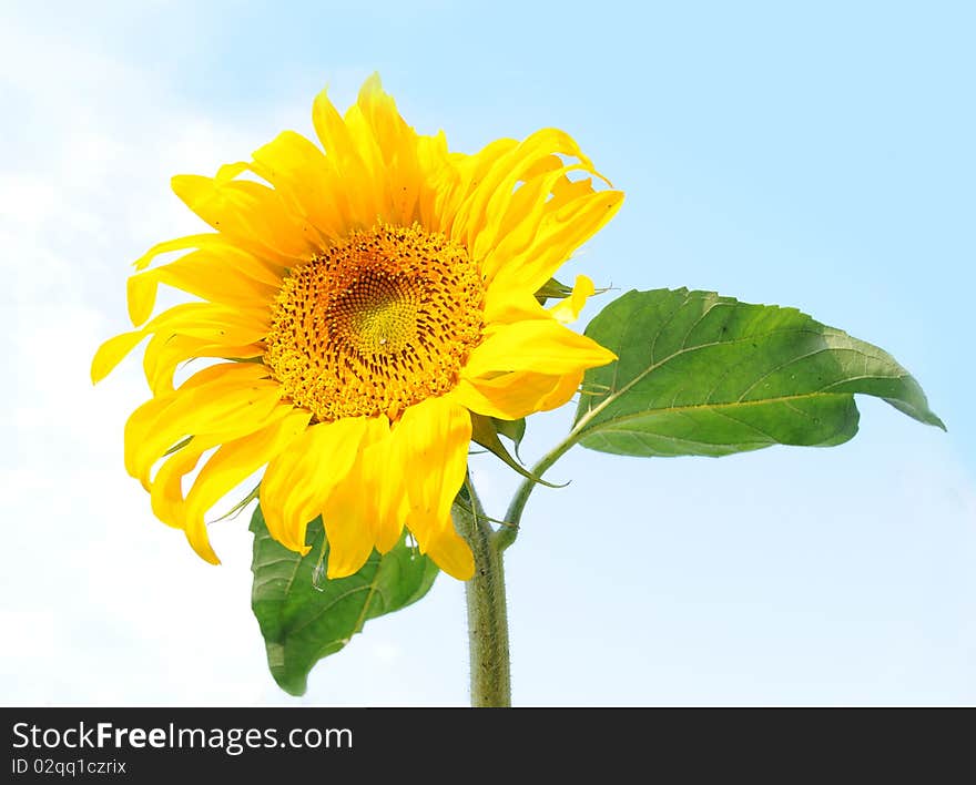 Big yellow flower on a light