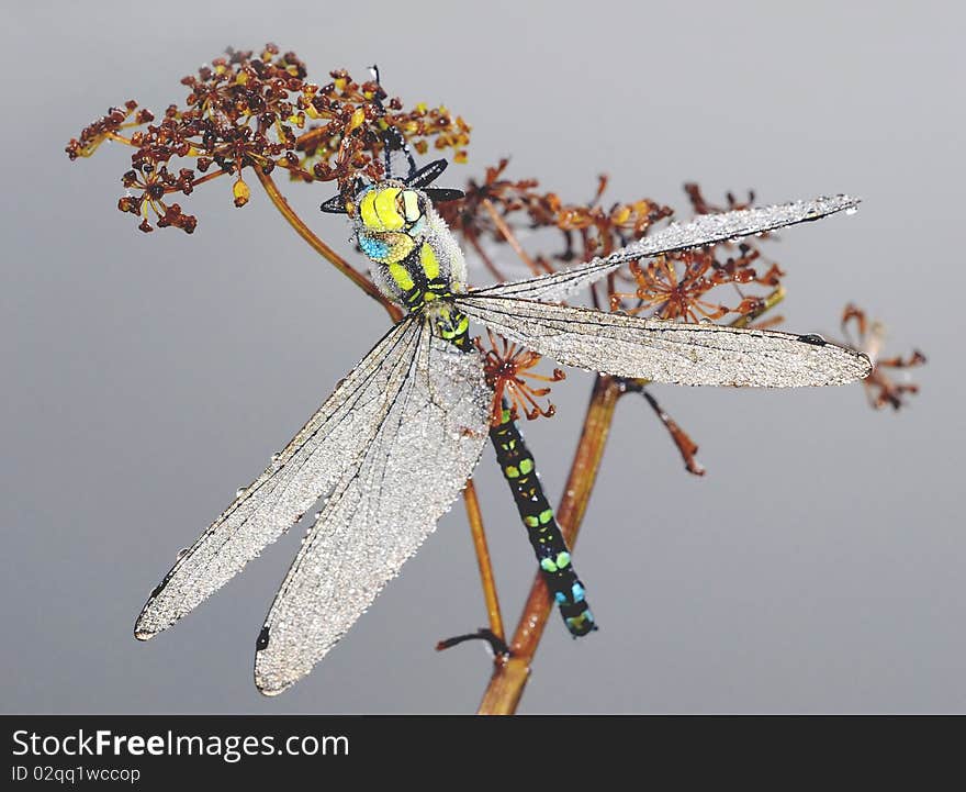 Big dragonfly in the morning in drops of dew. Big dragonfly in the morning in drops of dew