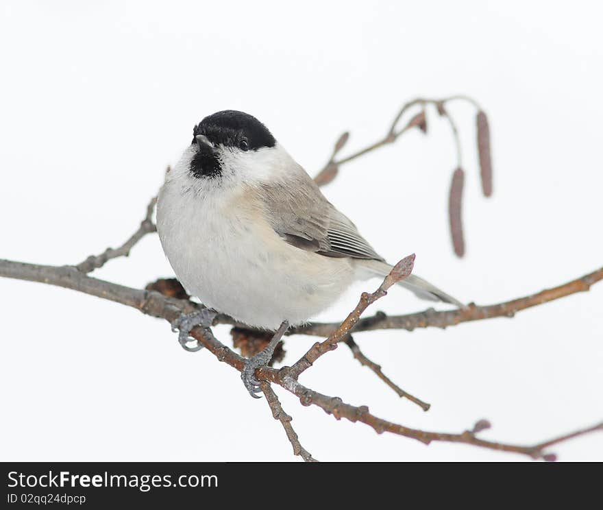 Small titmouse on a branch