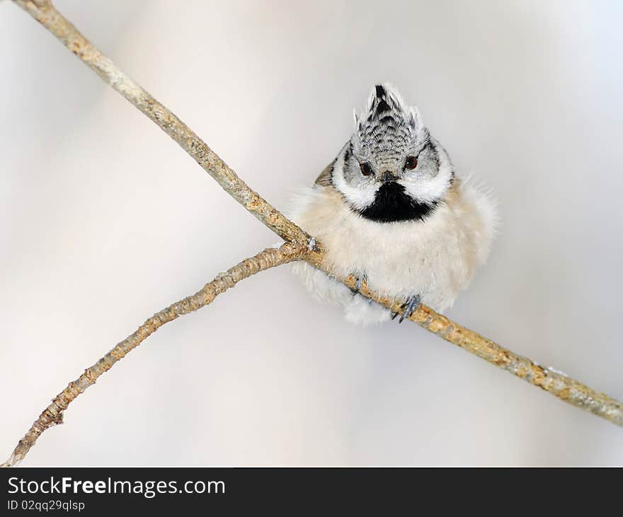 Small titmouse on a branch