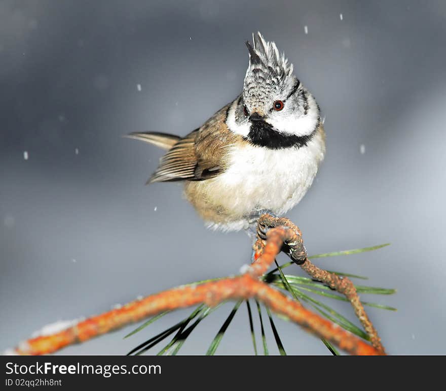 Small titmouse on a branch